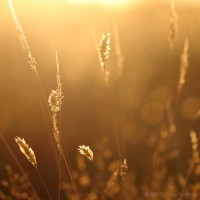 /album/galerie-de-photos-galerie-photos/frida-dumont-img-0803-jpg/